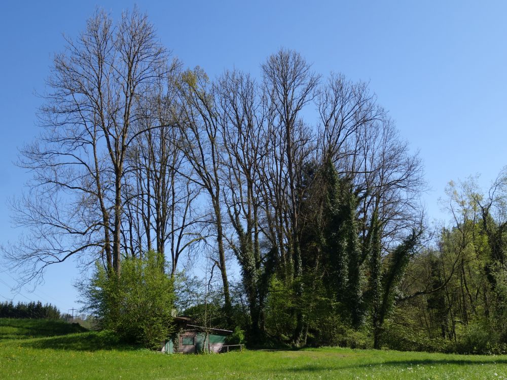 Hütte an der Sitter