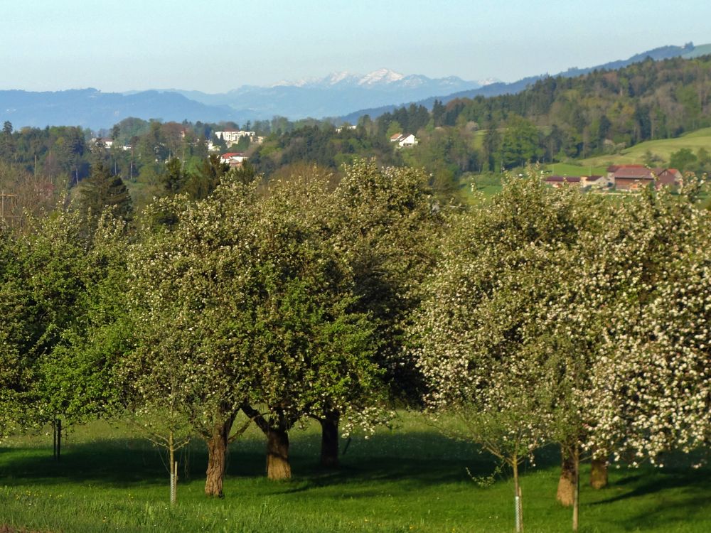 Baumblte und schneebedeckte Berge