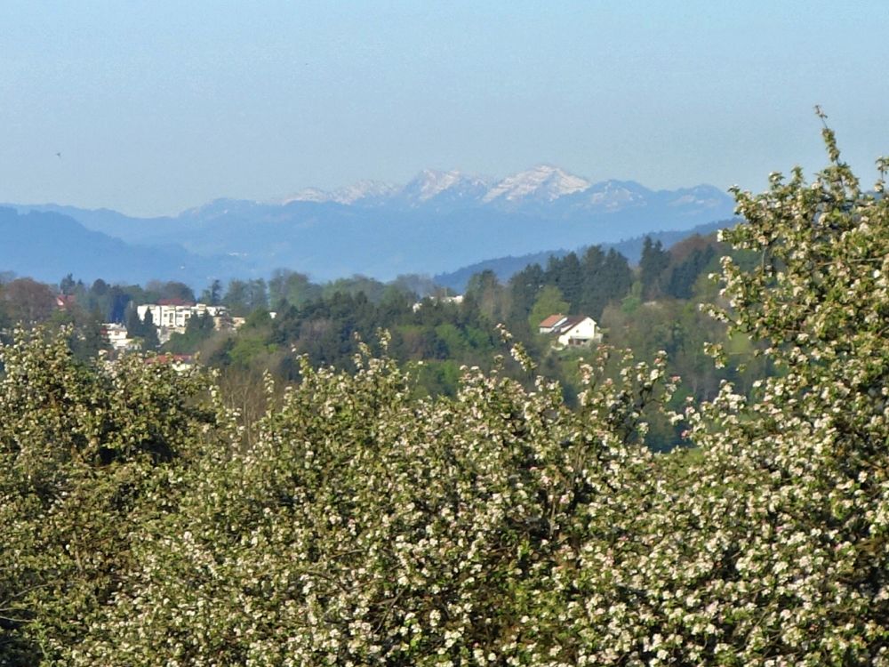 Baumblte und schneebedeckte Berge