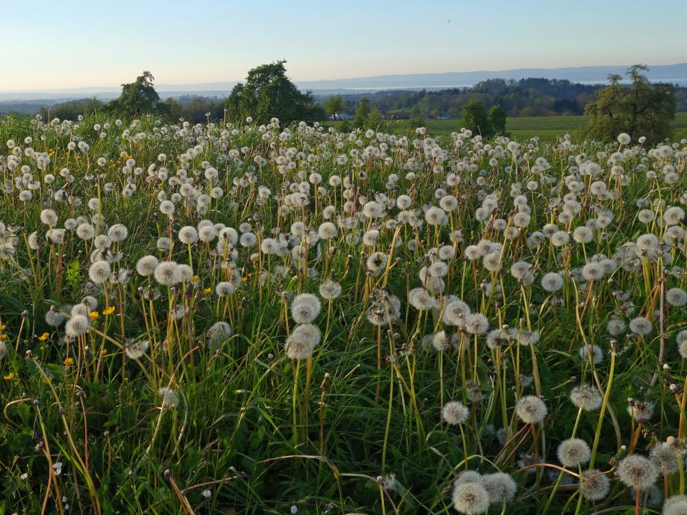 Pusteblumen