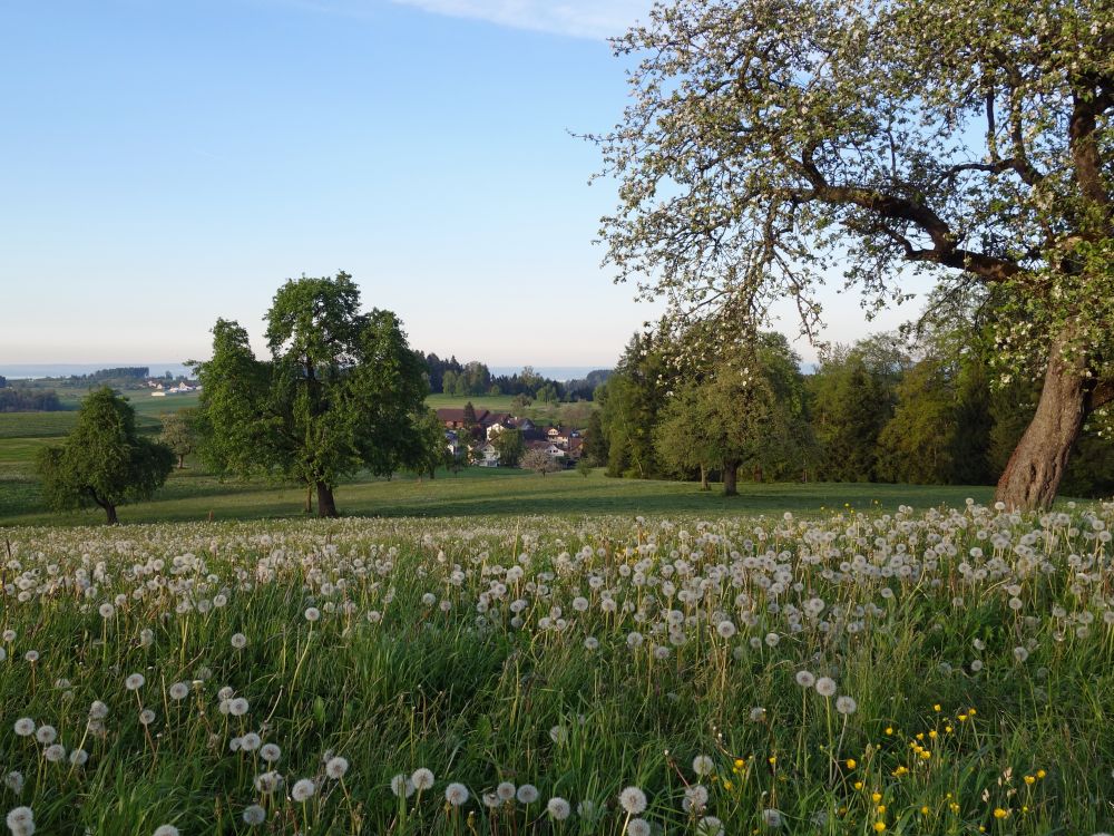 Pusteblumen