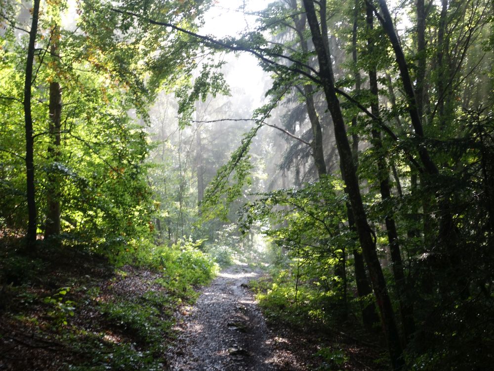 Waldweg