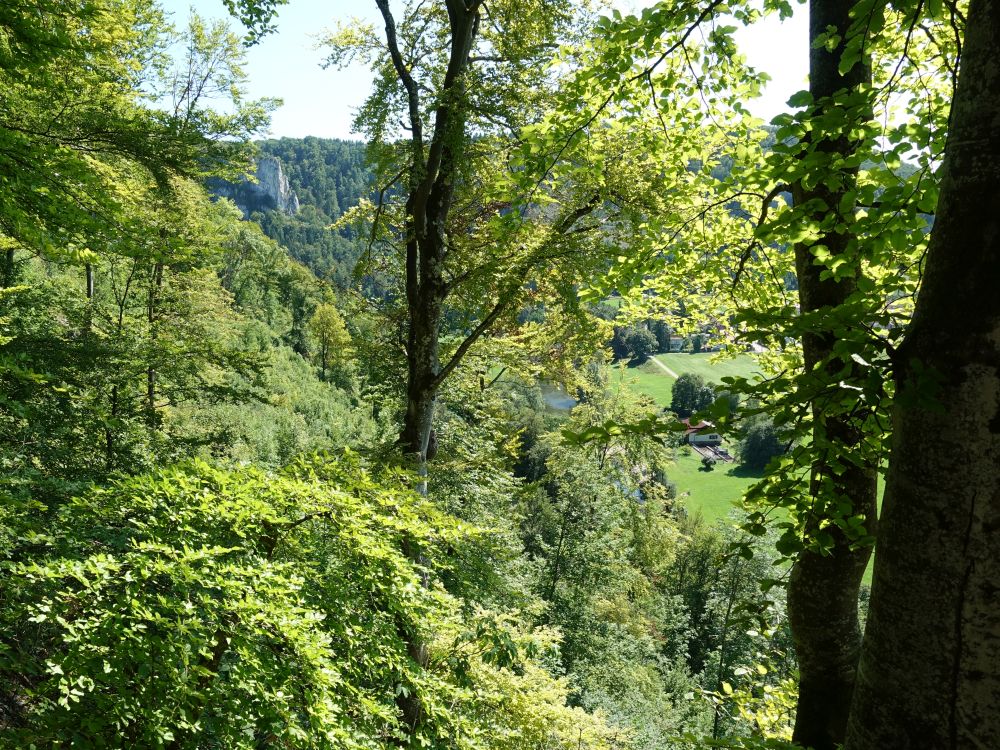 Blick durch die Baumlücken