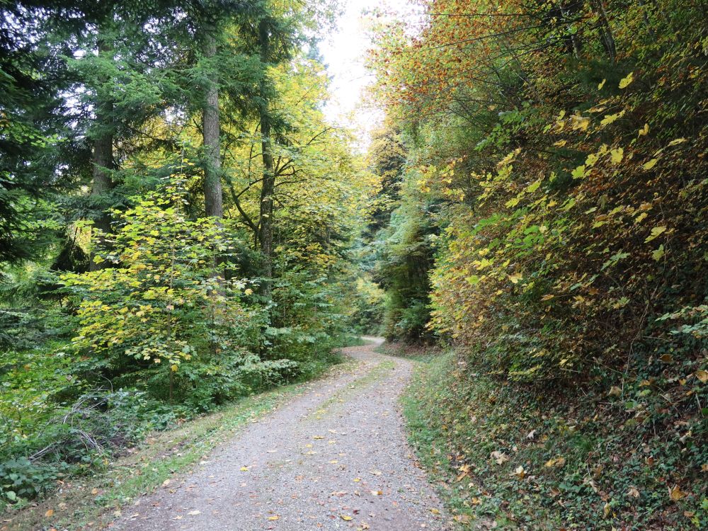 Waldweg bei Weibelhalden