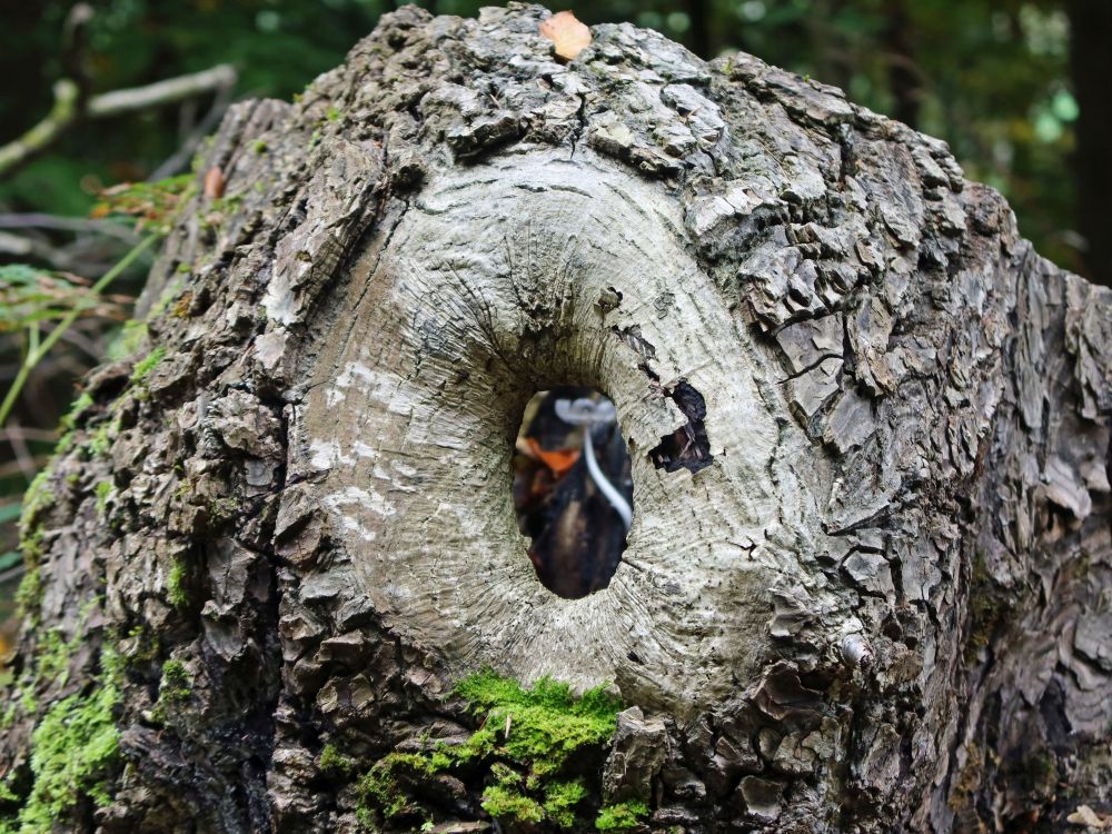 Astloch im Totholz