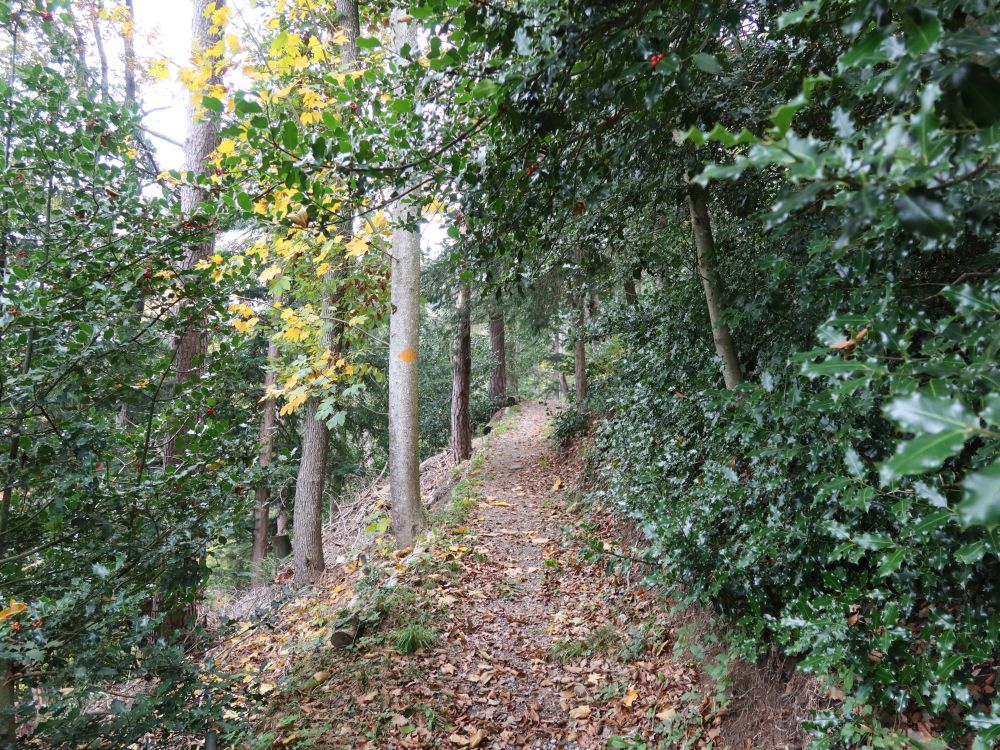 Pfad zwischen Stechpalmen