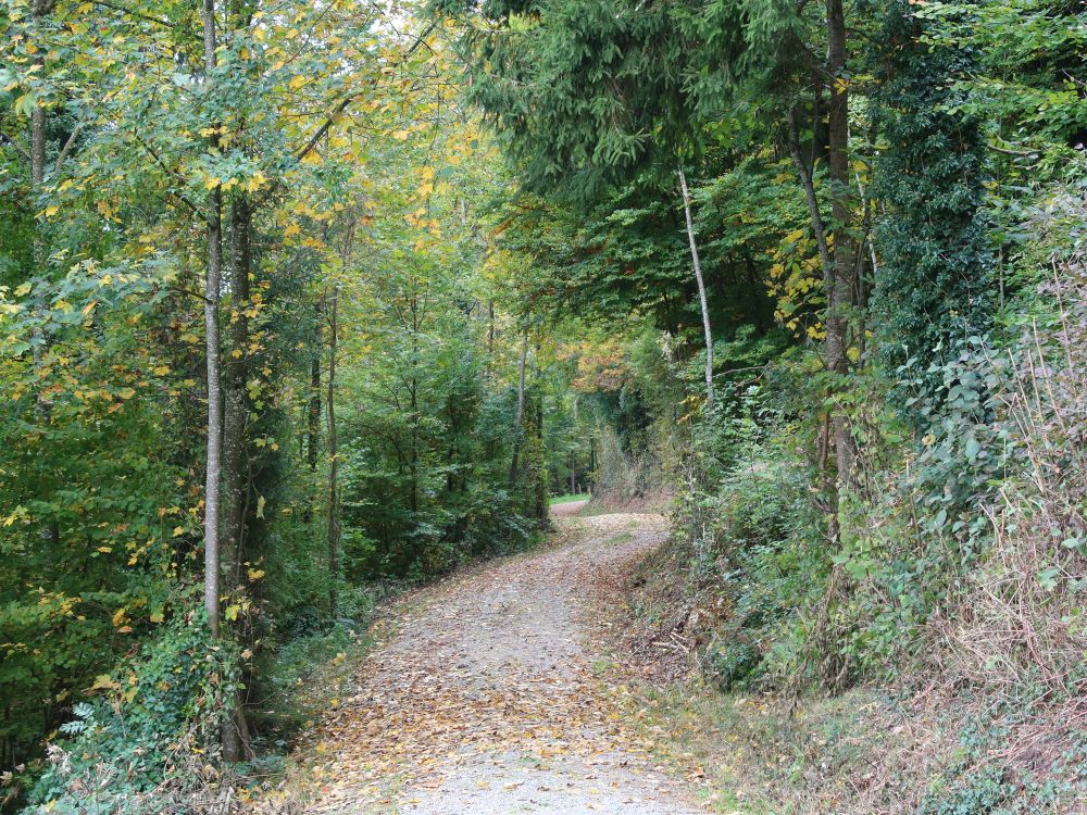 Waldweg