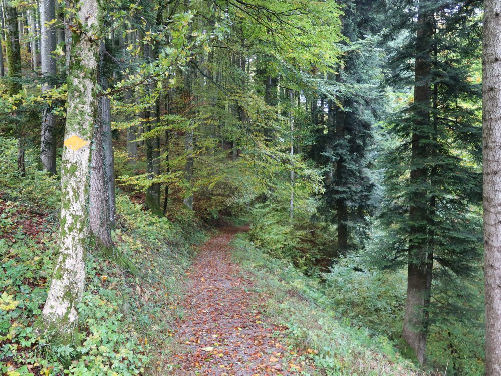 Waldpfad