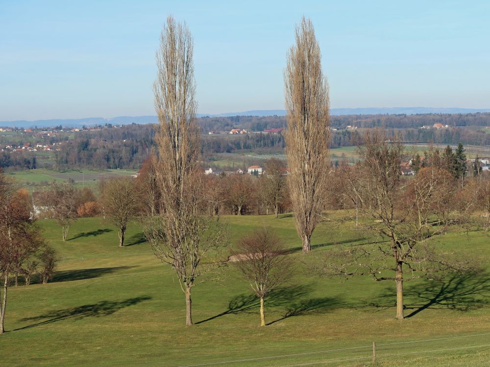 Pappeln auf dem Golfplatz