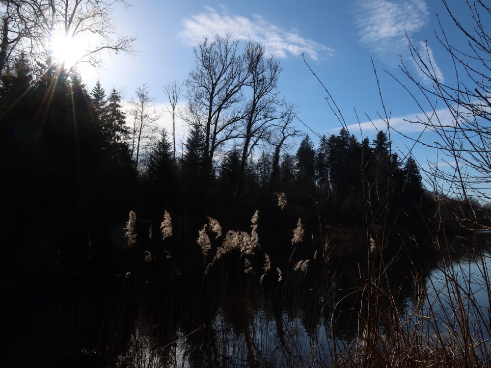 Schilfblüten und Gegenlicht