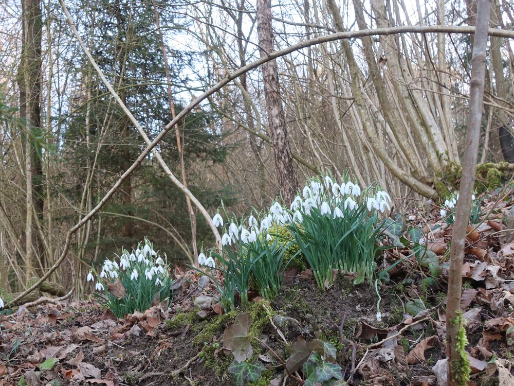 Schneeglöckchen