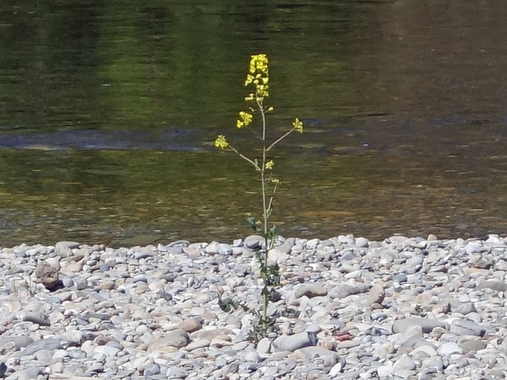 Blume am Thurufer