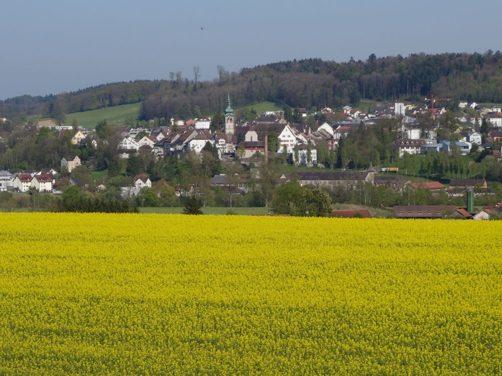 Bischofszell ber Rapsblten