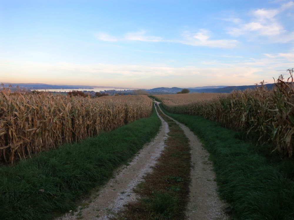 Blick Richtung Bodensee