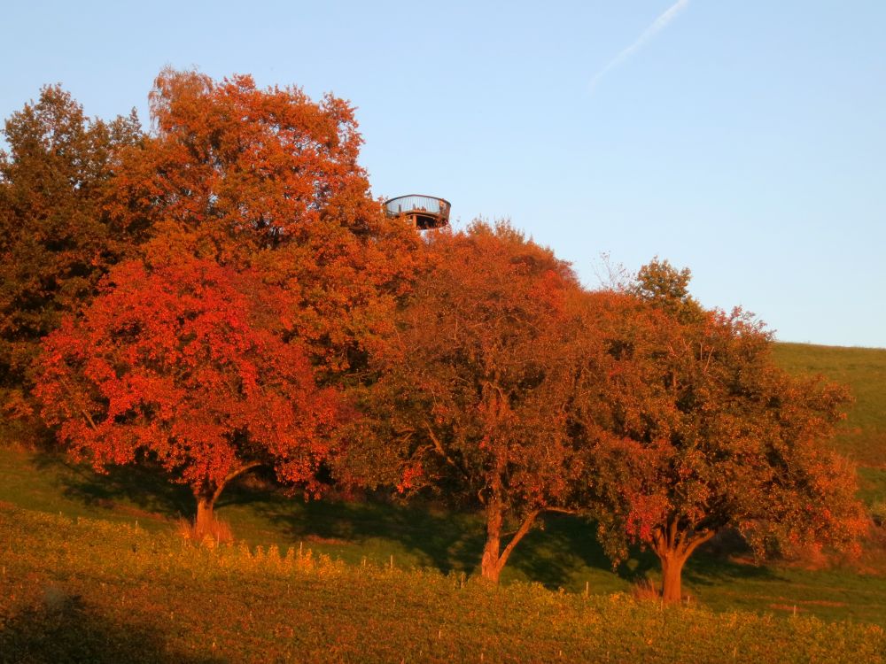 Blattform im Abendlicht