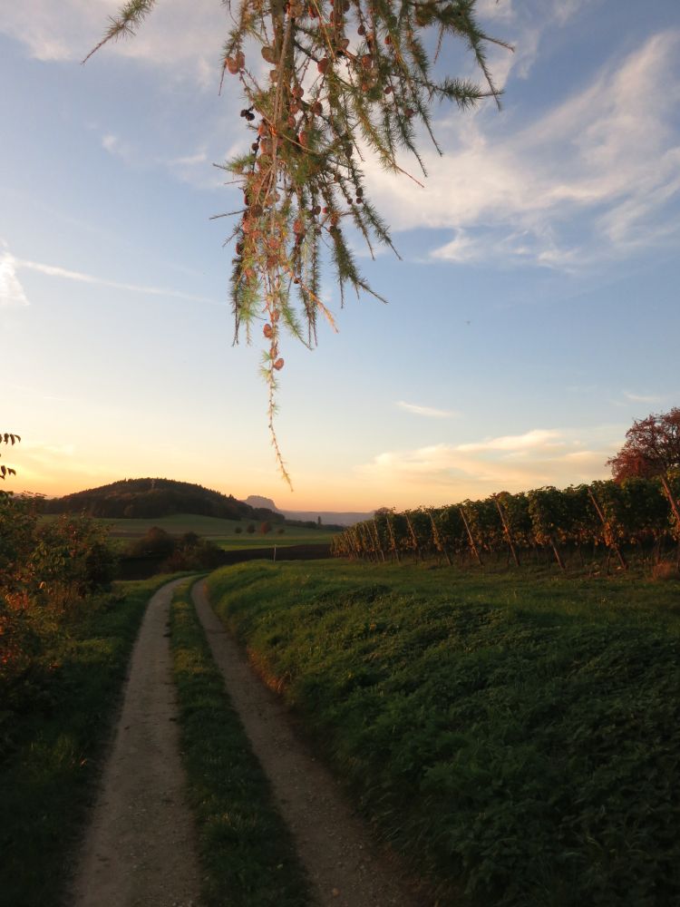 Hartberg und Hohentwiel