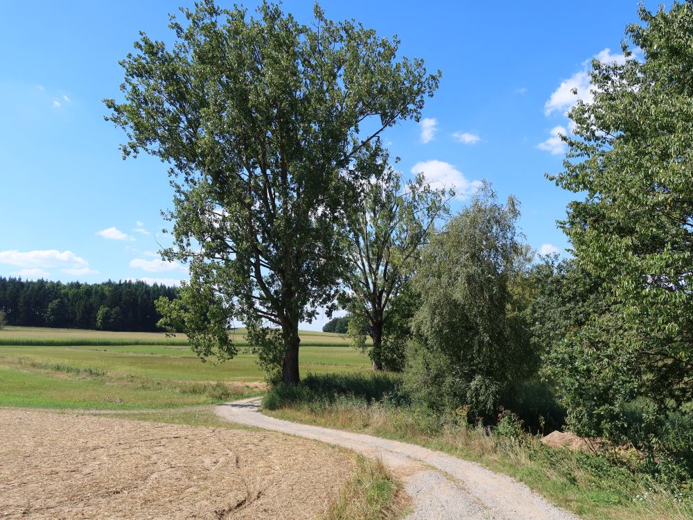 Wirtschaftsweg am Buchsee