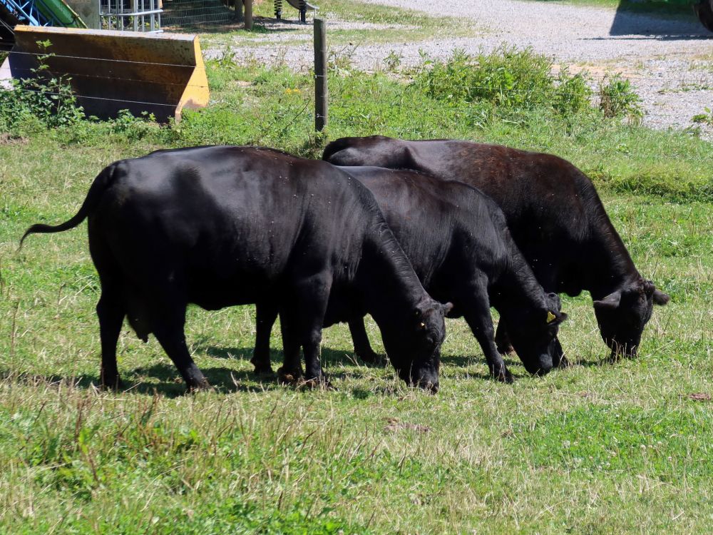 schwarze Rinder