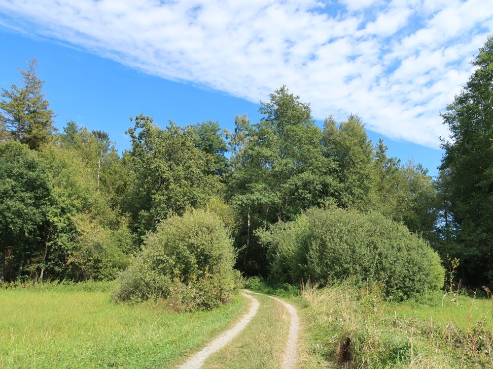 Wirtschaftsweg bei Vorsee