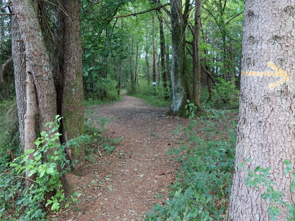 Waldweg am Vorsee