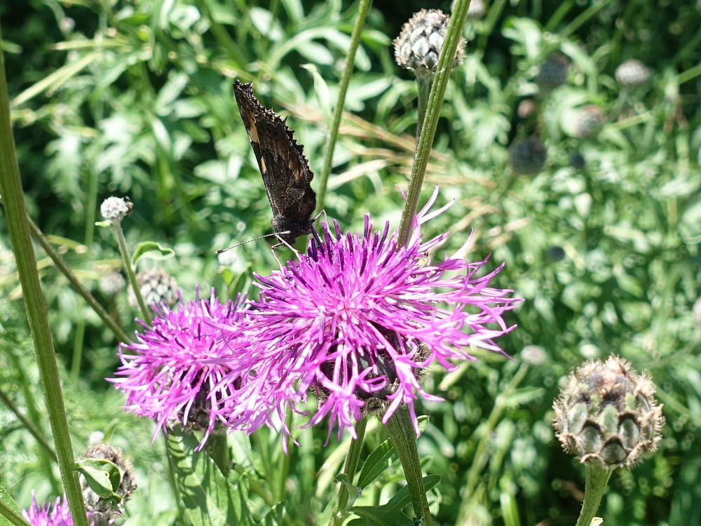 Blüten mit Schmetterling