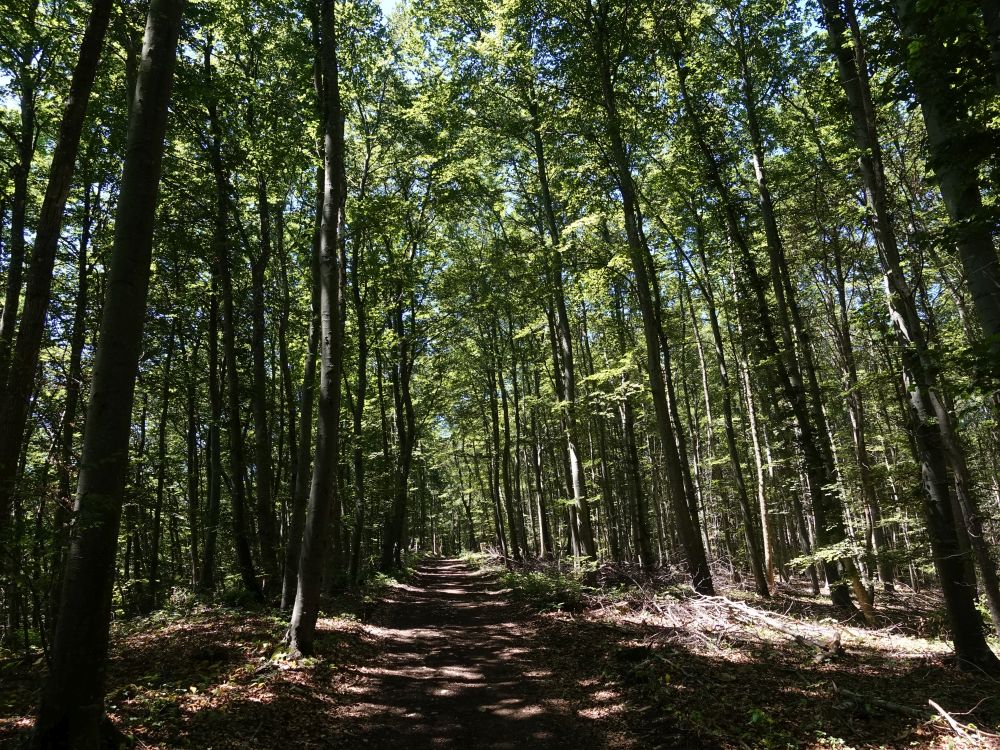 Waldweg auf dem Buchberg