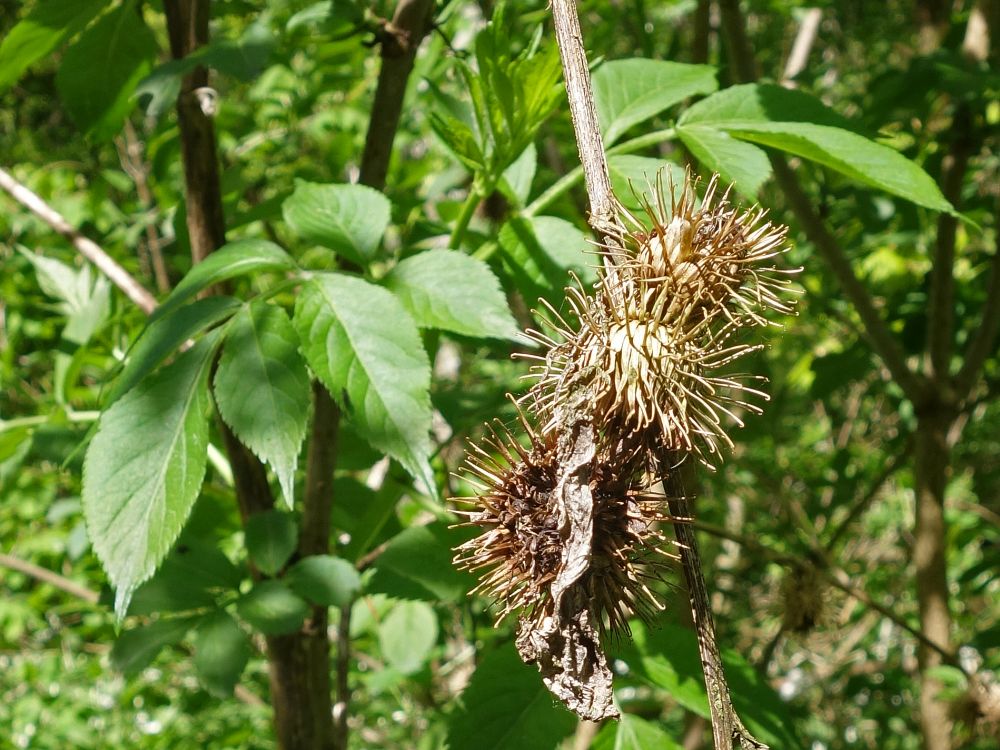 Distel mit neuen Blttern