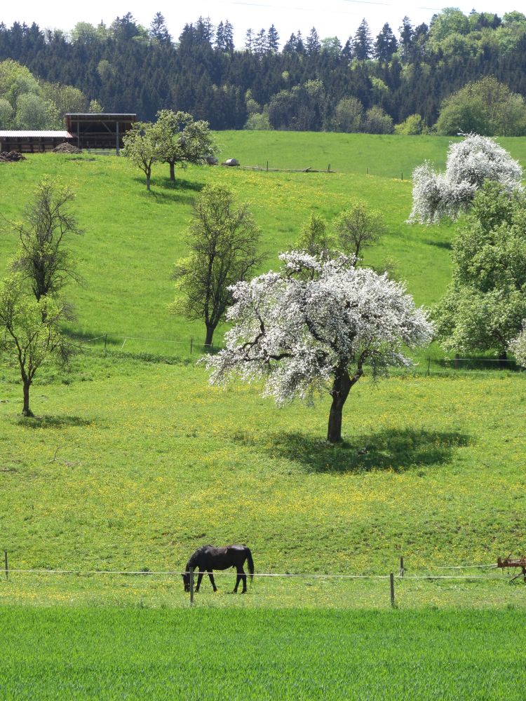 Blhender Baum mit Pferd