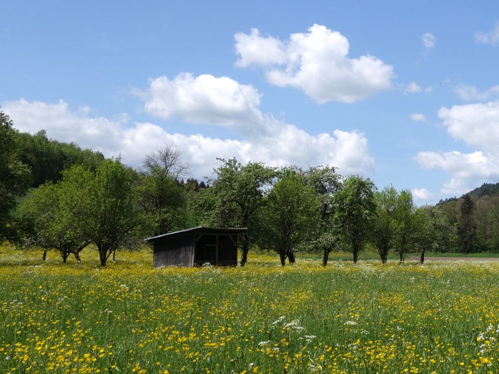 blhende Wiesen und Wolken