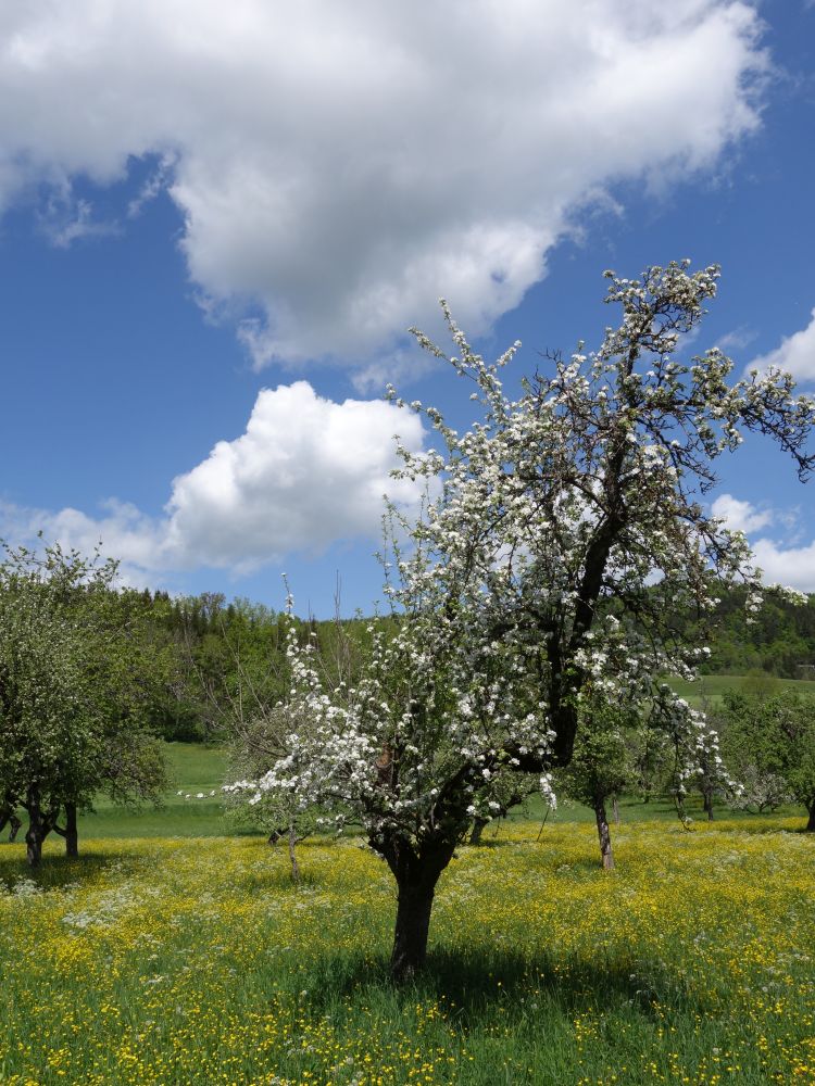 blhende Wiesen und Wolken