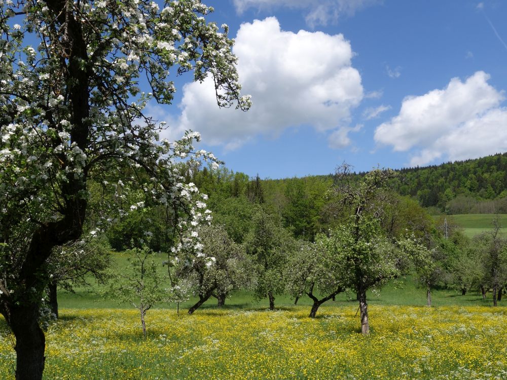 blühende Wiesen und Wolken
