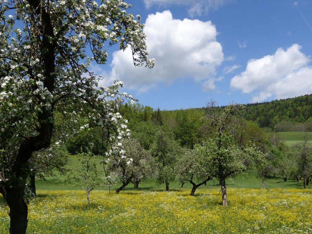 blhende Wiesen und Wolken