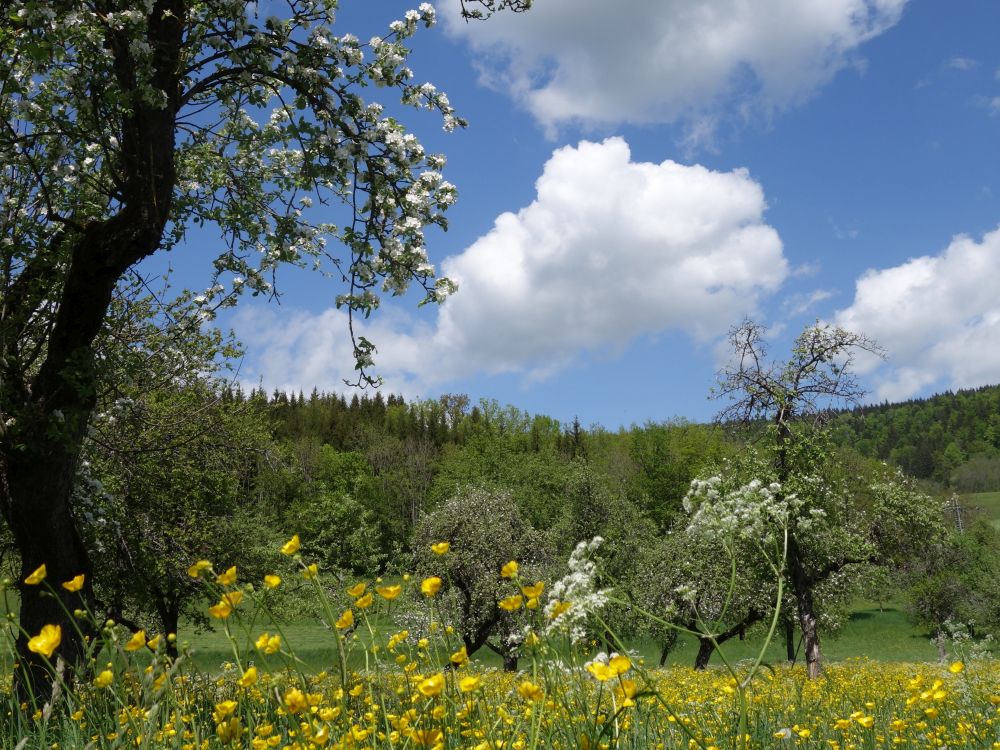 blühende Wiesen und Wolken