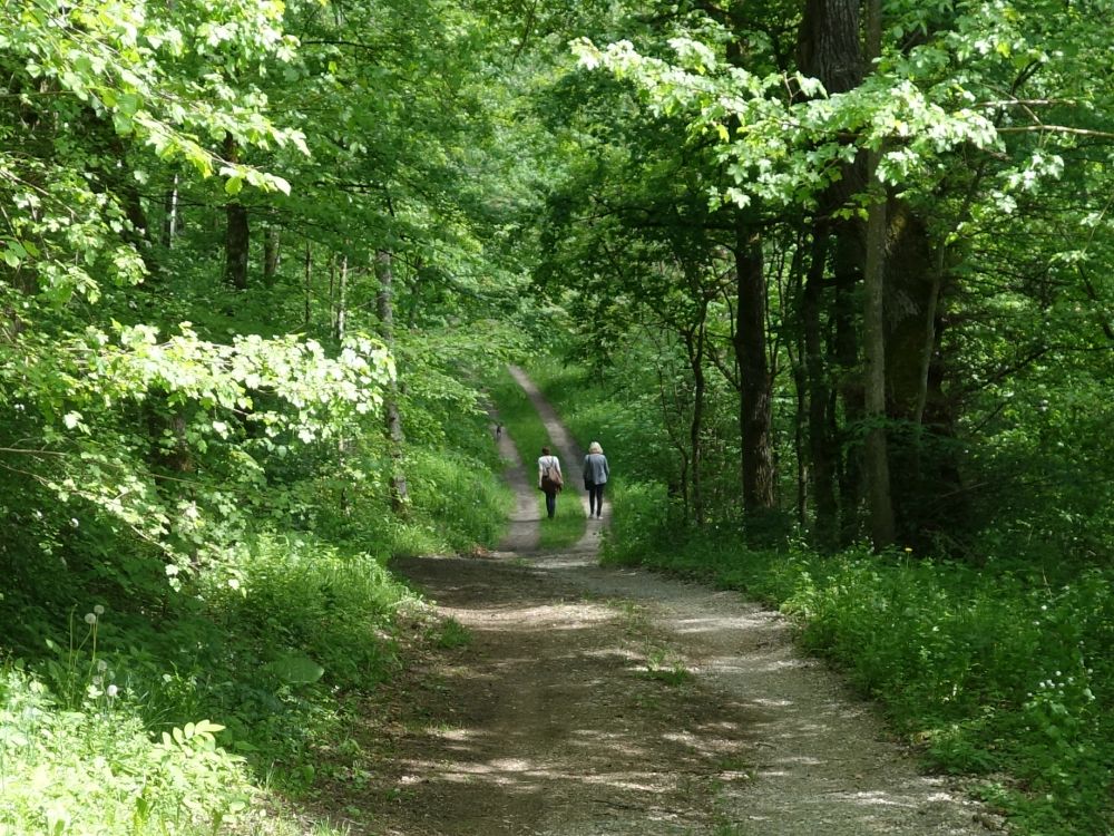 Waldweg