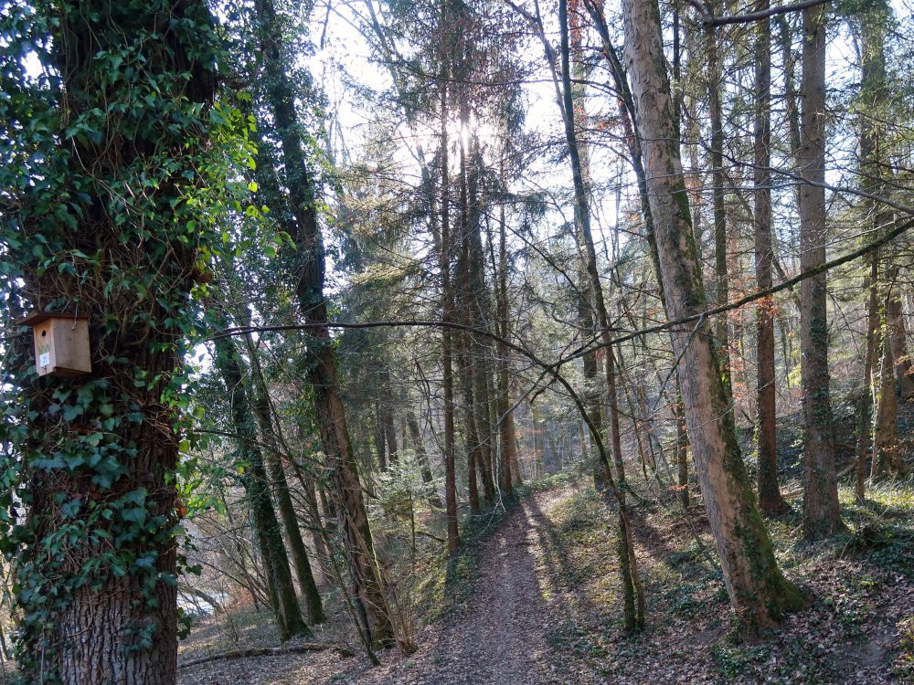 Waldweg