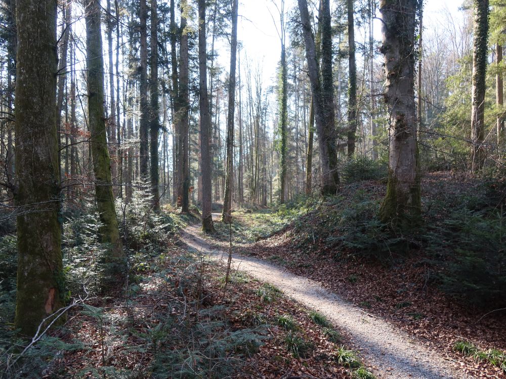 Waldweg