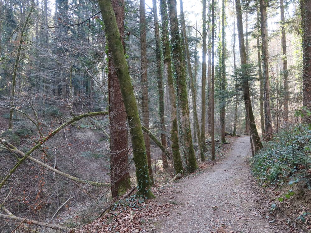 Waldweg