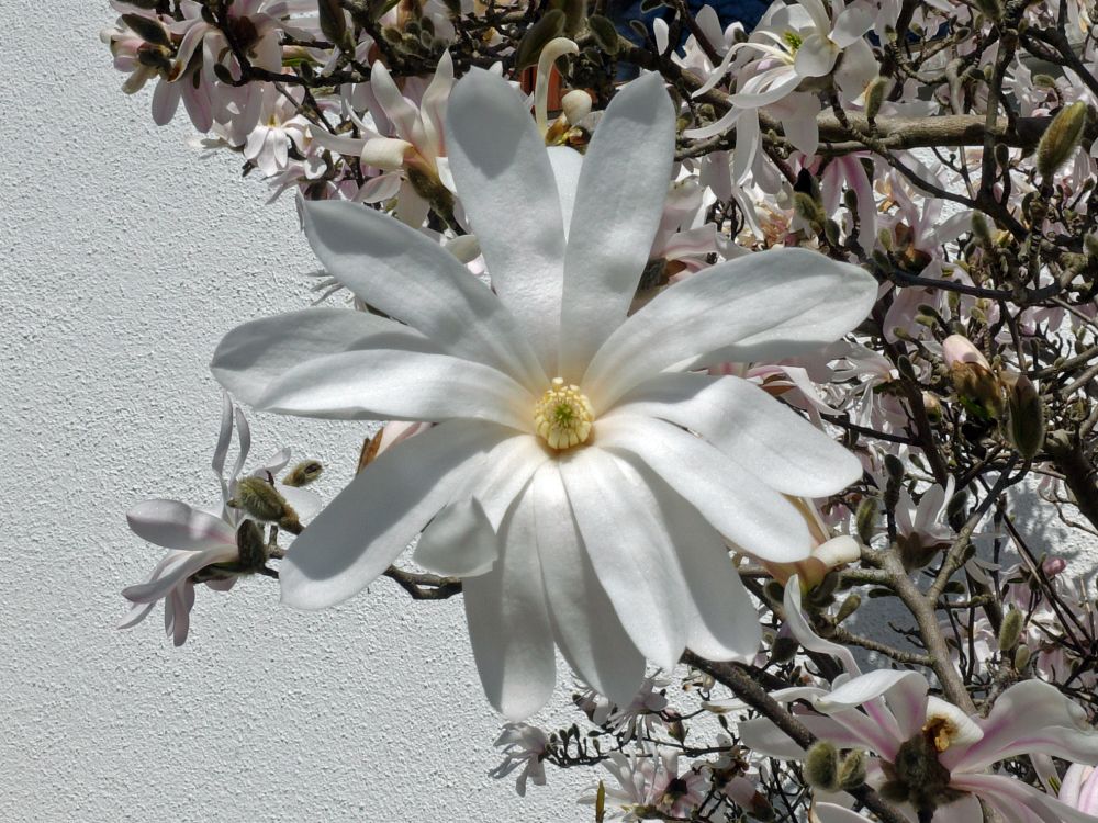 Magnolienblüte