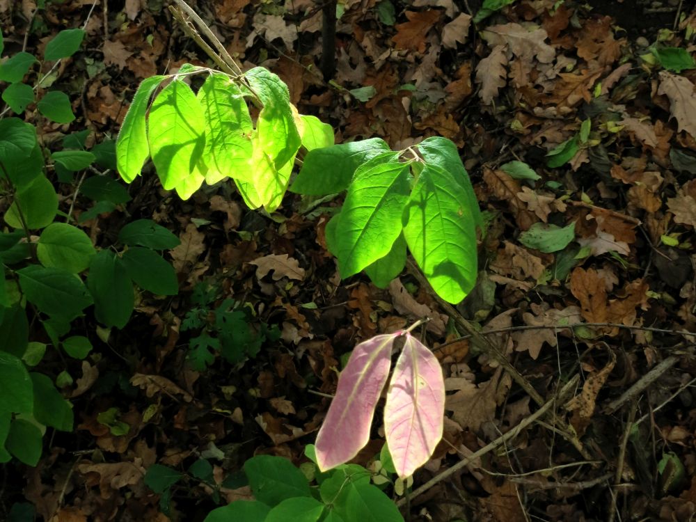 Herbstfarben