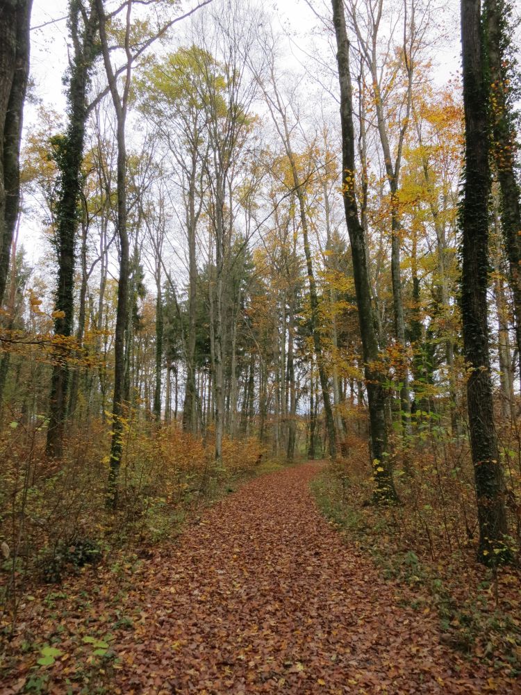 Waldweg zum Lützelsee