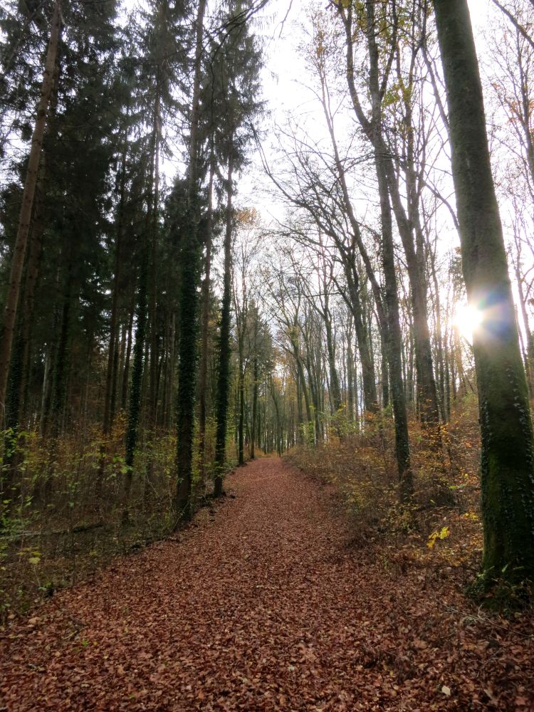 Waldweg