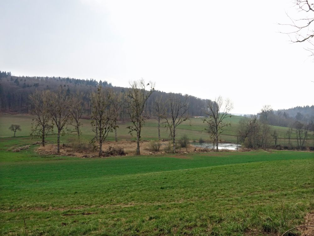 Teich am Lunkenbach