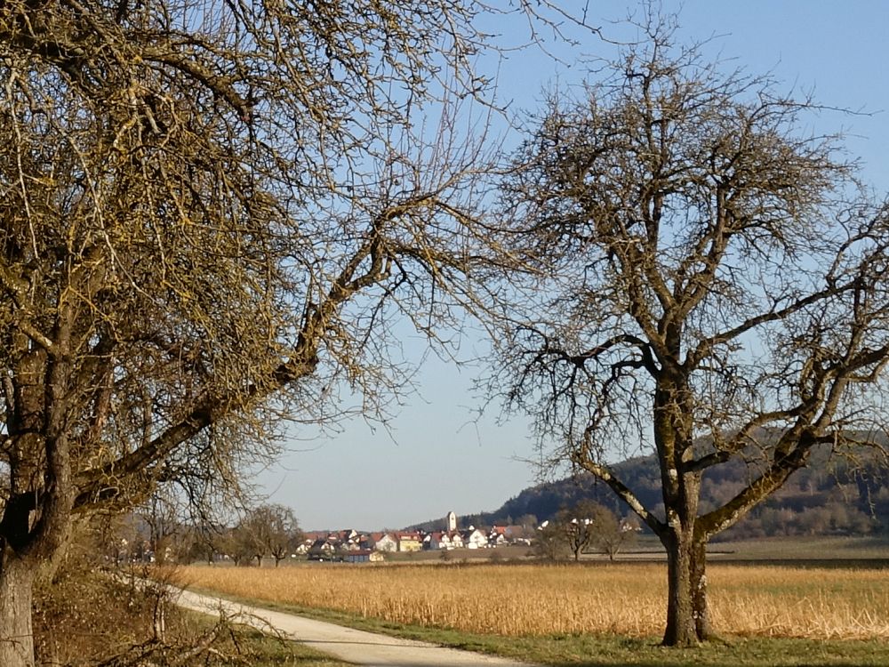 Bankholzen