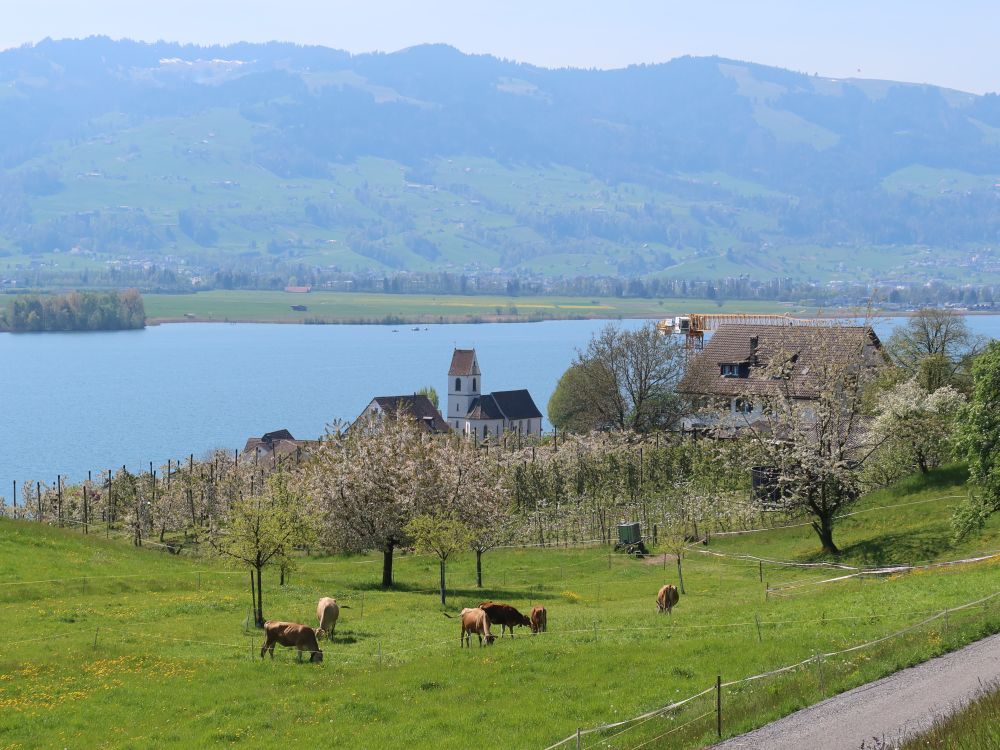 Zürichsee und Kirche Bollingen