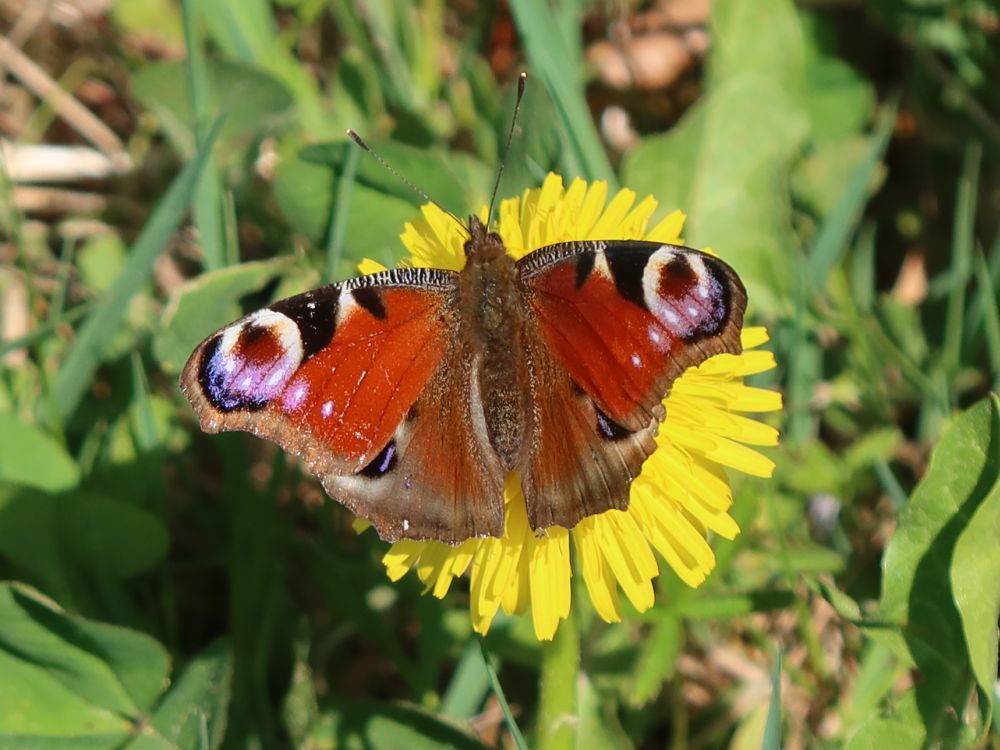 Schmetterling Pfauenauge