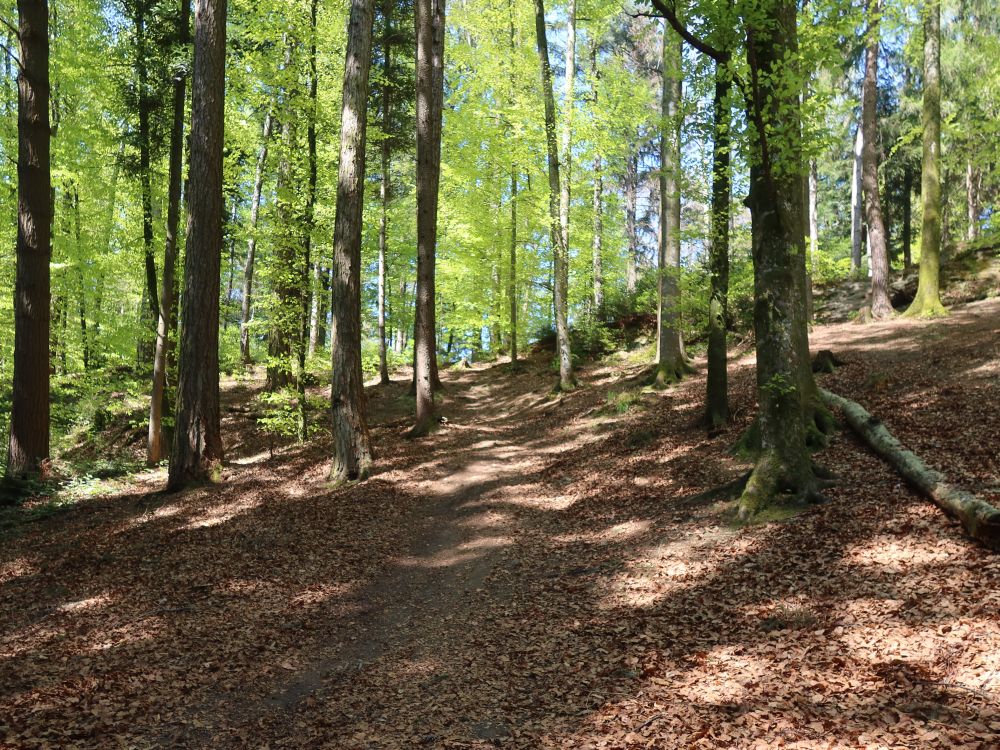 Wandweg