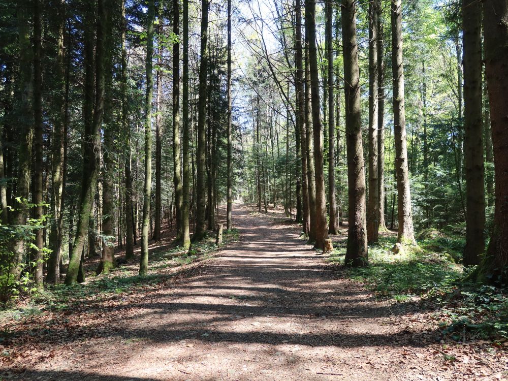 Waldweg