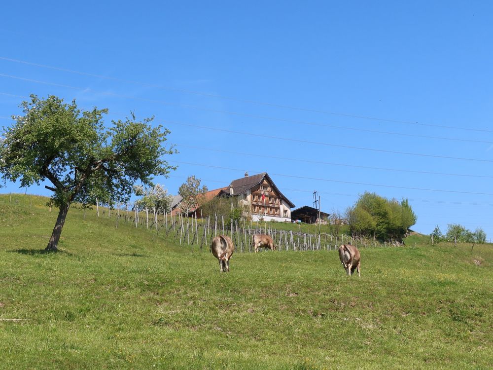 Bauernhof oberhalb Schmerikon
