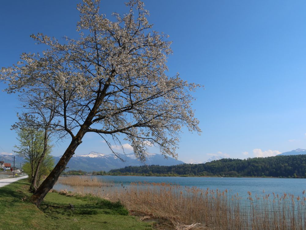 blühender Baum mit Speer