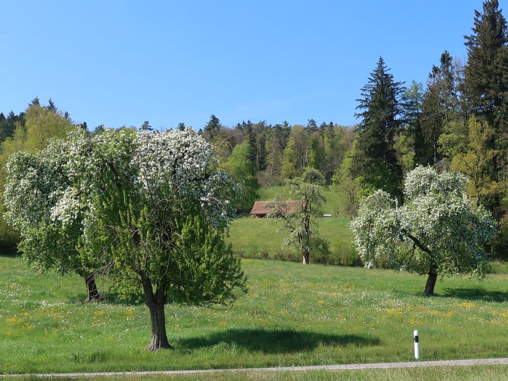 Waldschulzimmer Weid